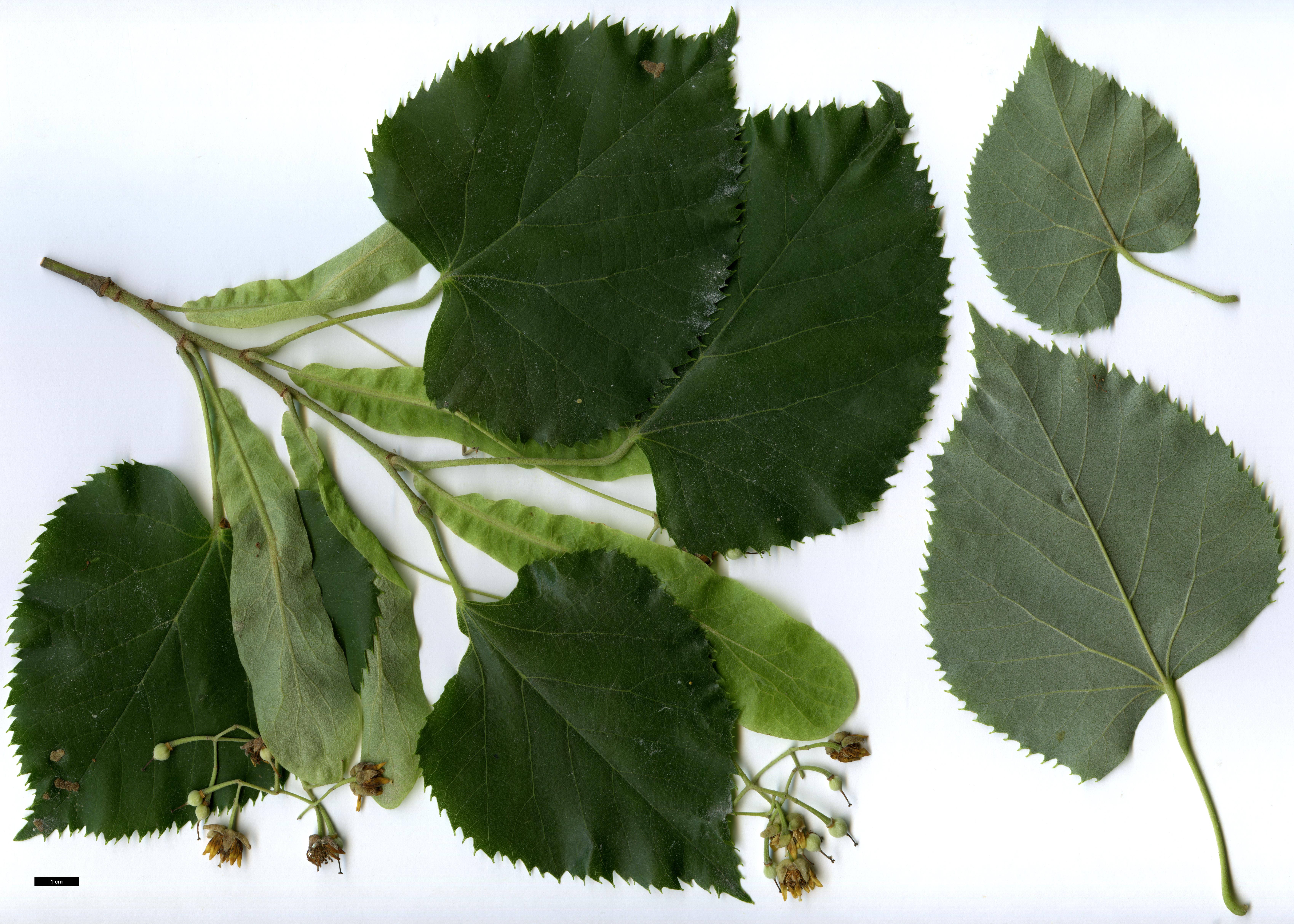 High resolution image: Family: Malvaceae - Genus: Tilia - Taxon: 'Hillieri' (T.cordata × T.tomentosa)